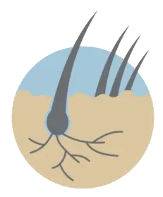 Growth stage of Thairapy hair growth results